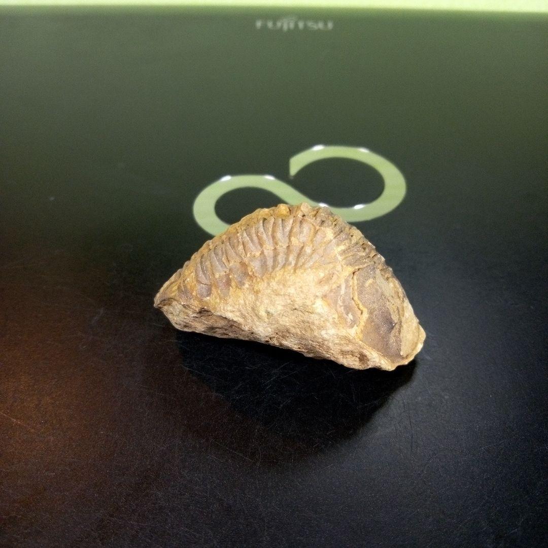 三葉虫　化石　fossil　ボリビア産　trilobite　海生動物識別④
