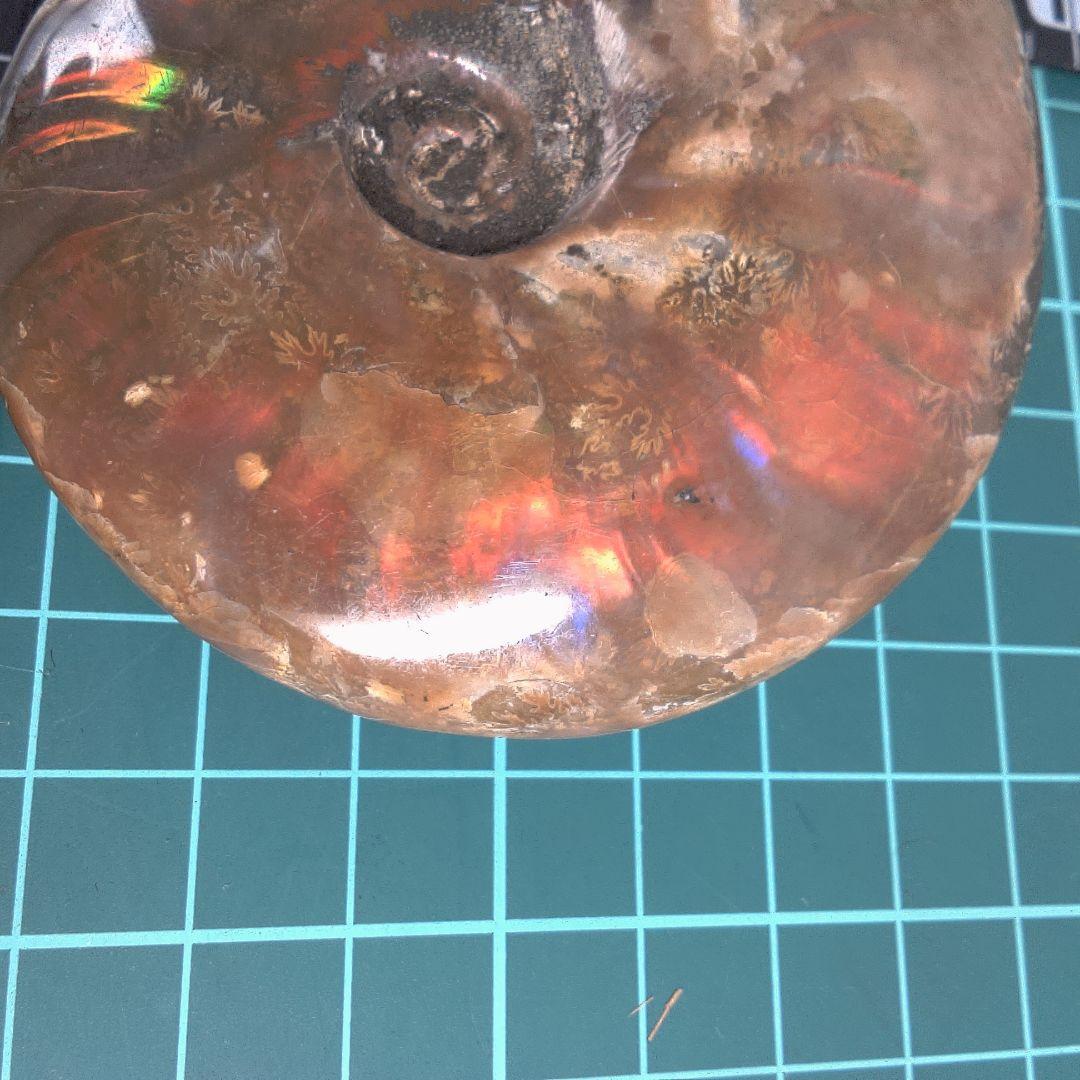 小物１ アンモナイトの化石