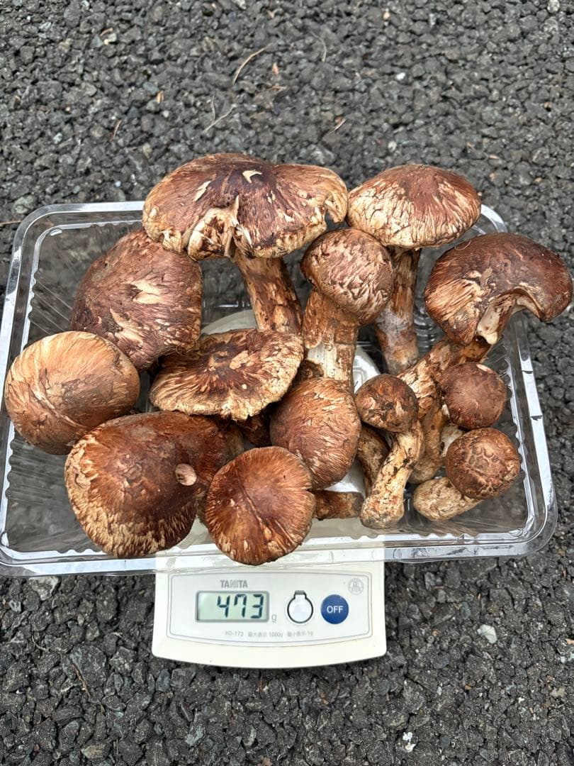 【お値打ち限定1点】岩手雫石町産 天然 開き、蕾の松茸 13本 473g