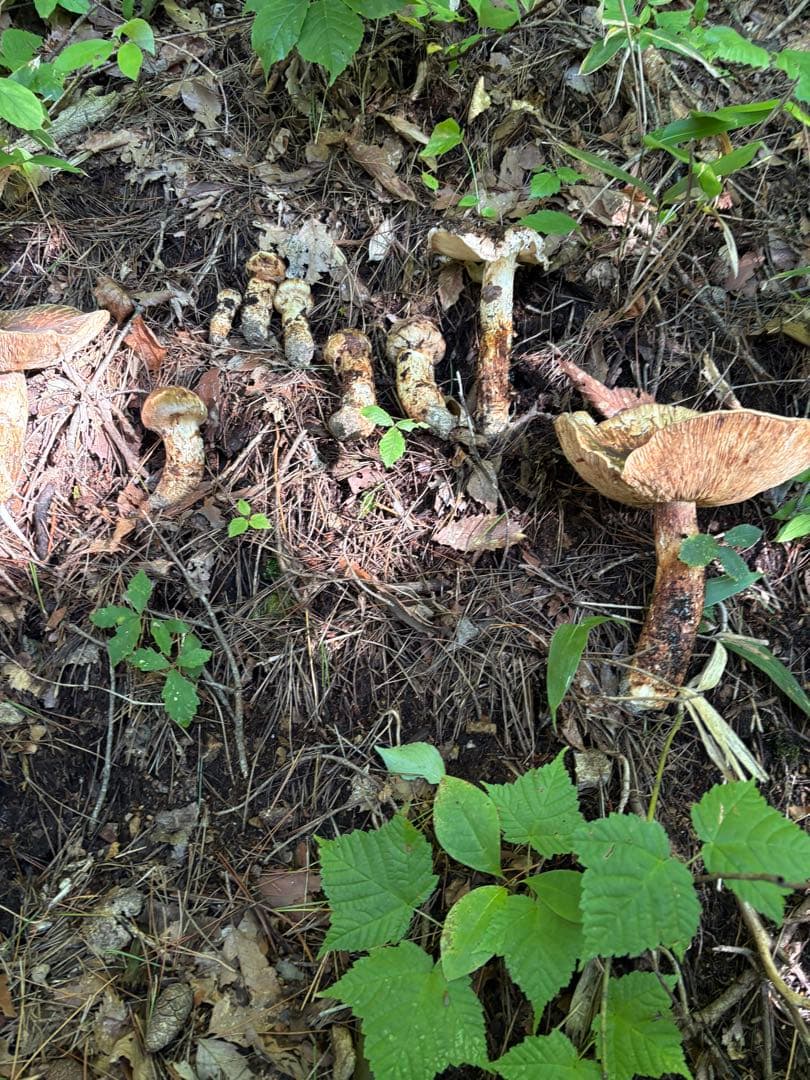 【お値打ち限定1点】岩手雫石町産 天然 開き、蕾の松茸 13本 473g