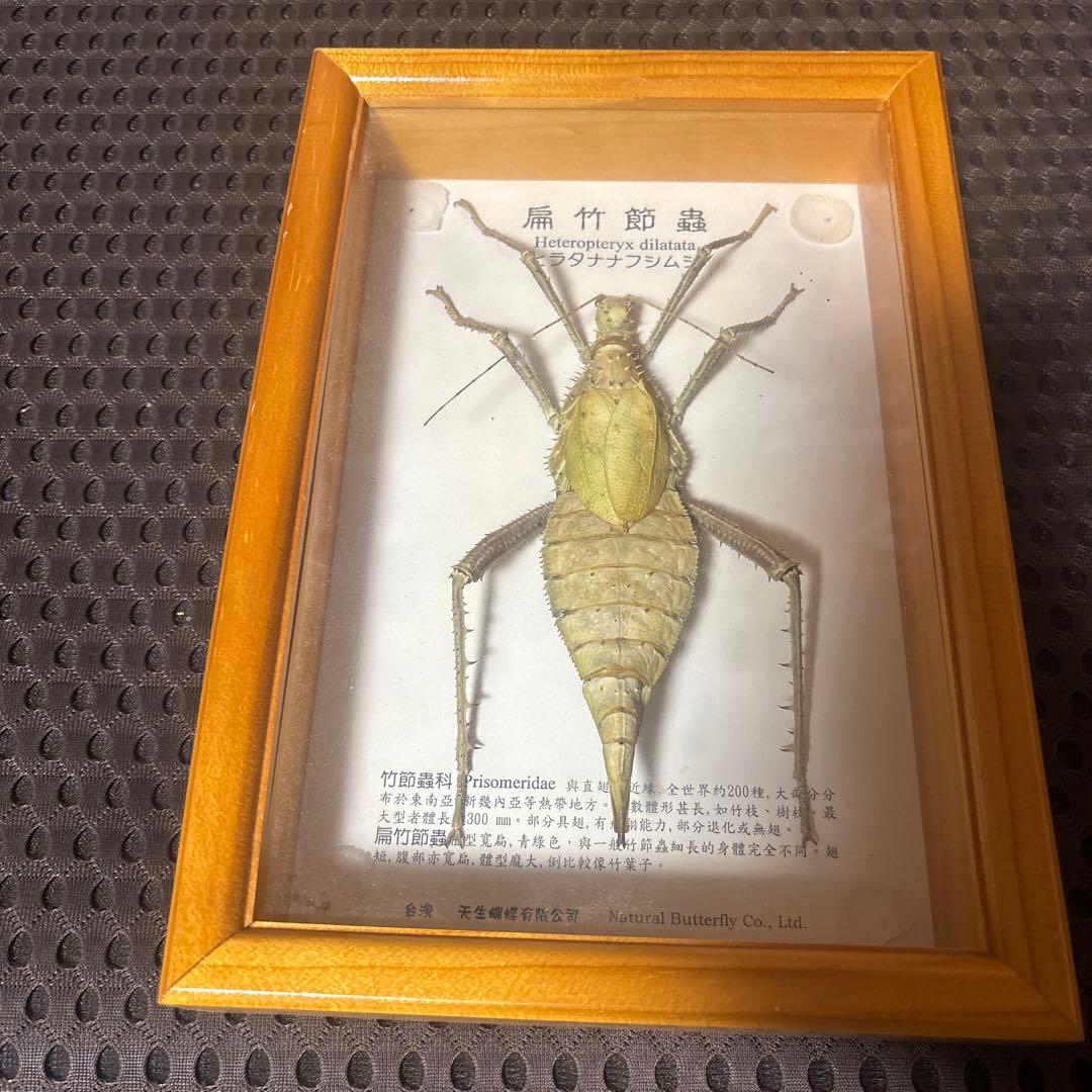 Heteropteryx dilatata 標本 ヒラタナナフシムシ