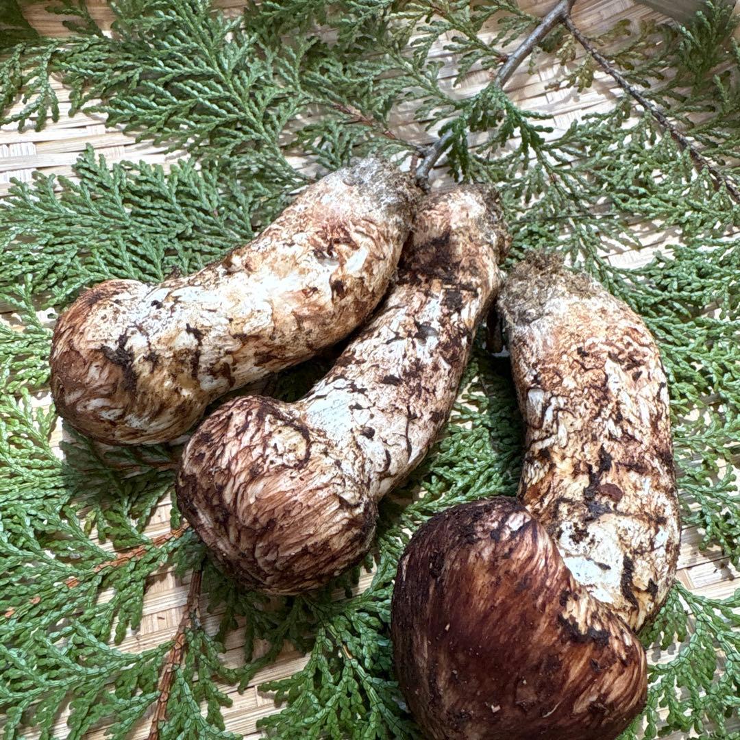 長野県南信州産‼️松茸 大小　3本セット 200g 10/28朝採れ