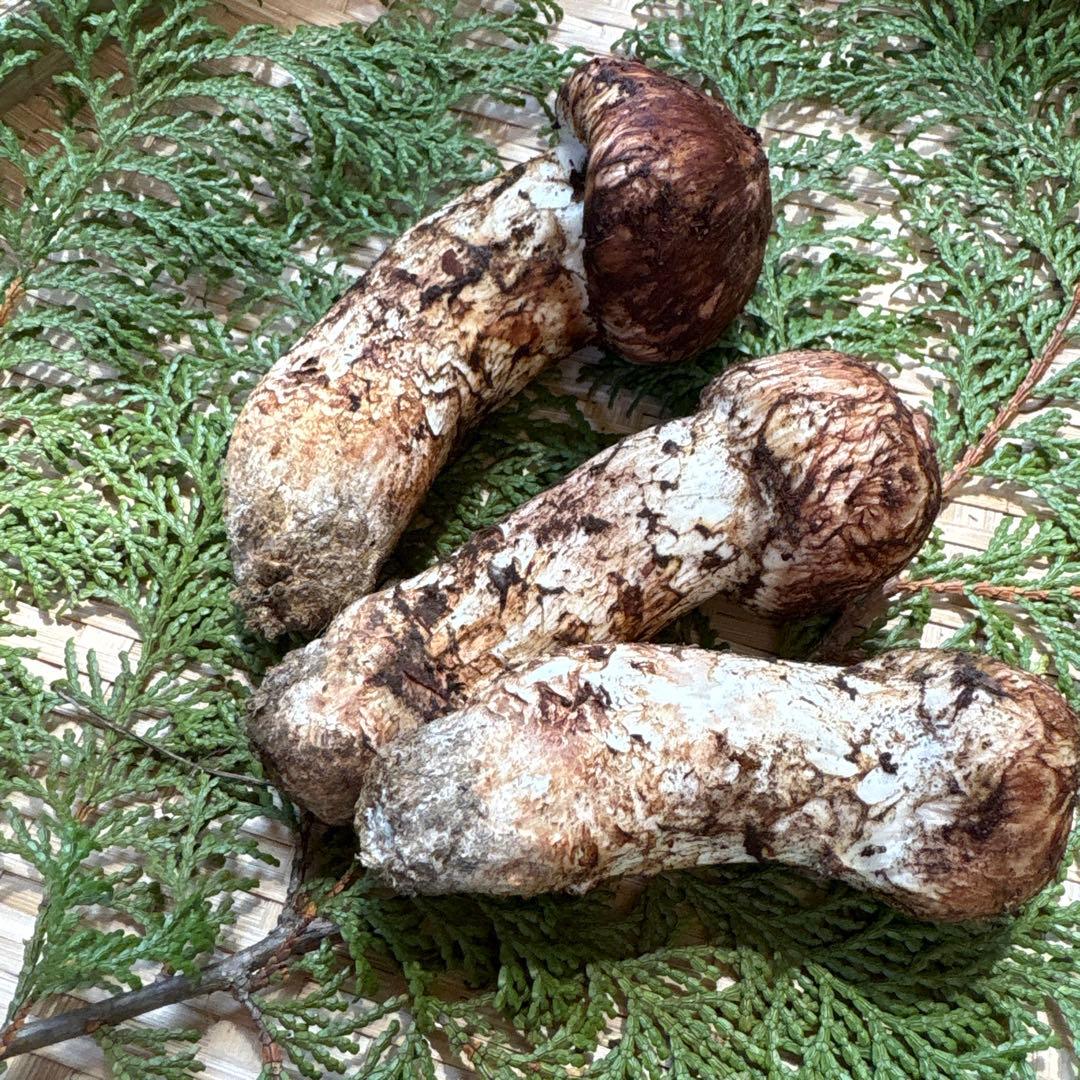 長野県南信州産‼️松茸 大小　3本セット 200g 10/28朝採れ