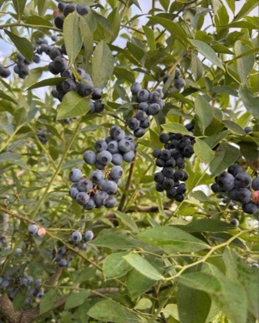 ハニー農園　冷凍ブルーベリー 3000g