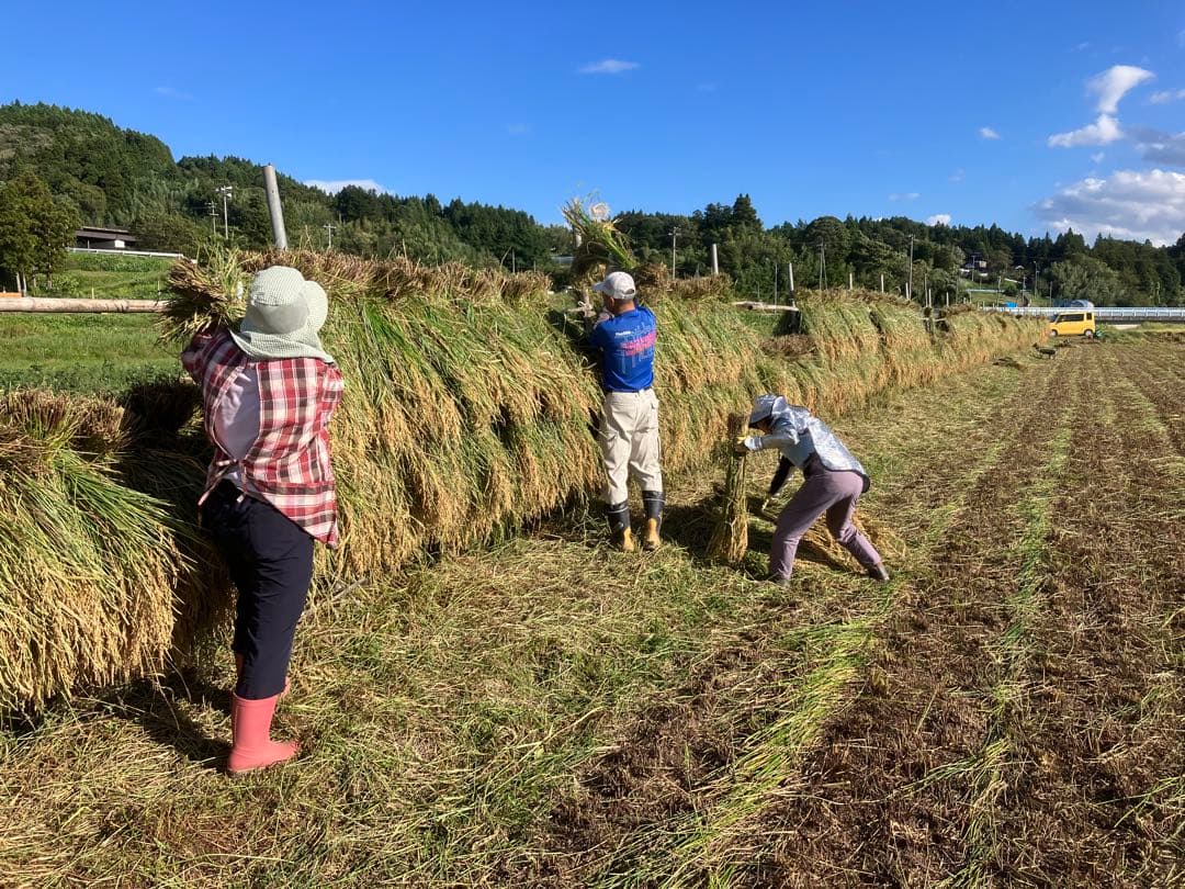 【R7年10月2日刈取り】無農薬稲わら 【有機栽培約14kg】岩手県一関市発