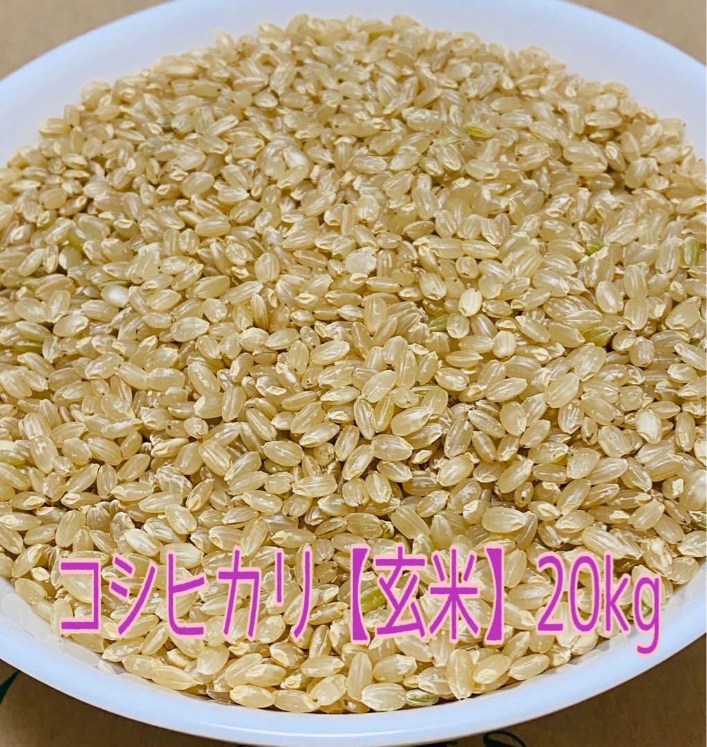 令和6年産 コシヒカリ玄米20kg
