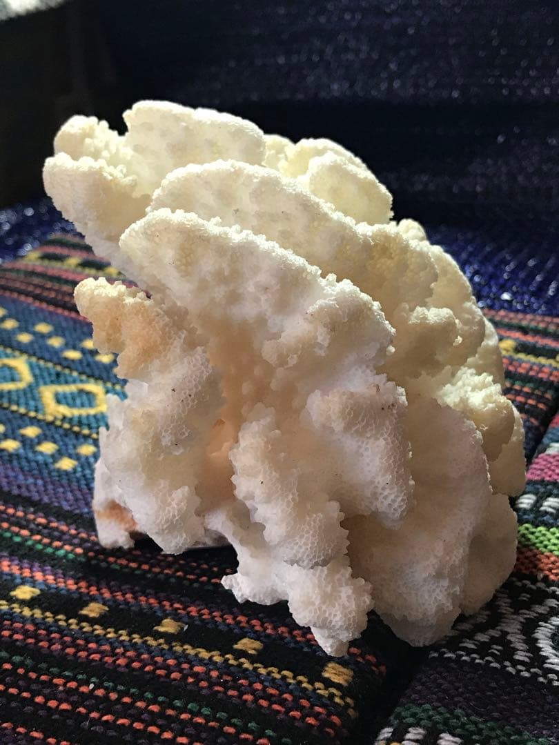 ◉台湾産【白珊瑚/ホワイトコーラル】原木[8G20