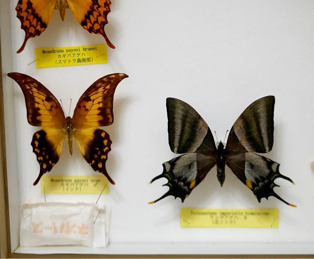 蝶標本 カギバ・テング・シロンカギバアゲハ 産地別コレクション 大型ドイツ箱