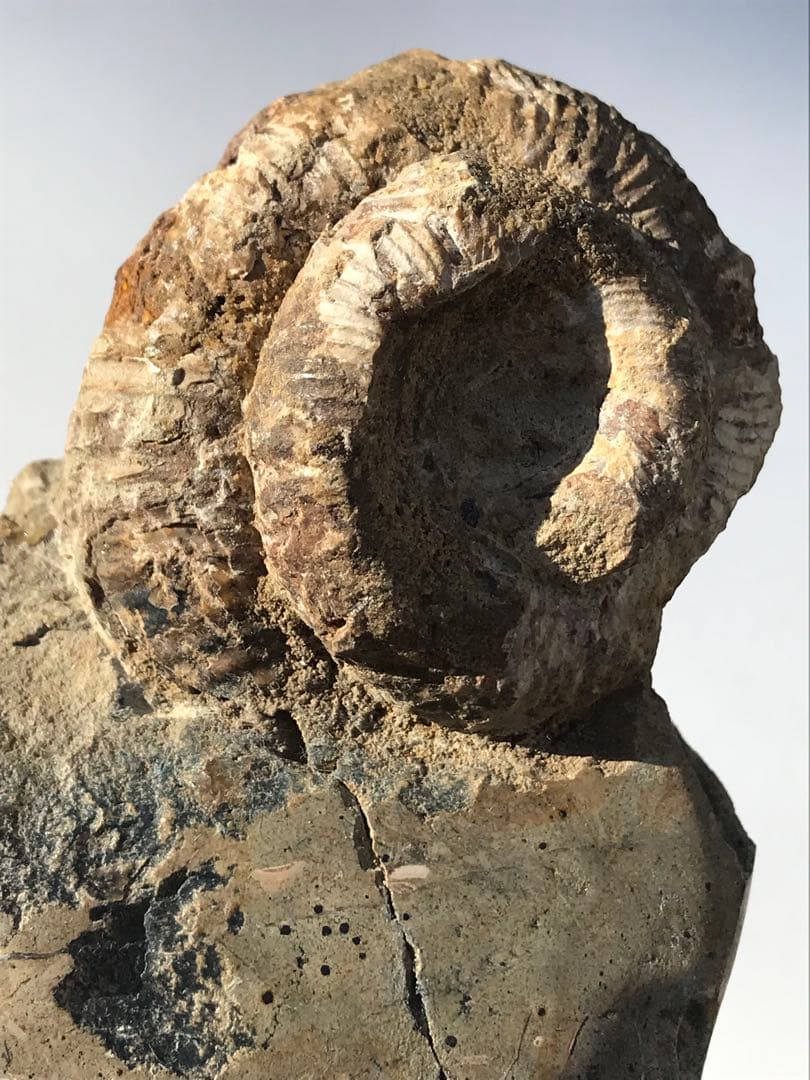 【限定出品】マダガスカル産　異常巻きアンモナイト化石（ノストセラス）　稀少