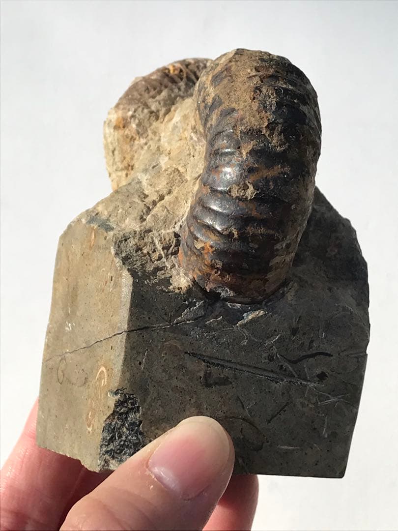 【限定出品】マダガスカル産　異常巻きアンモナイト化石（ノストセラス）　稀少