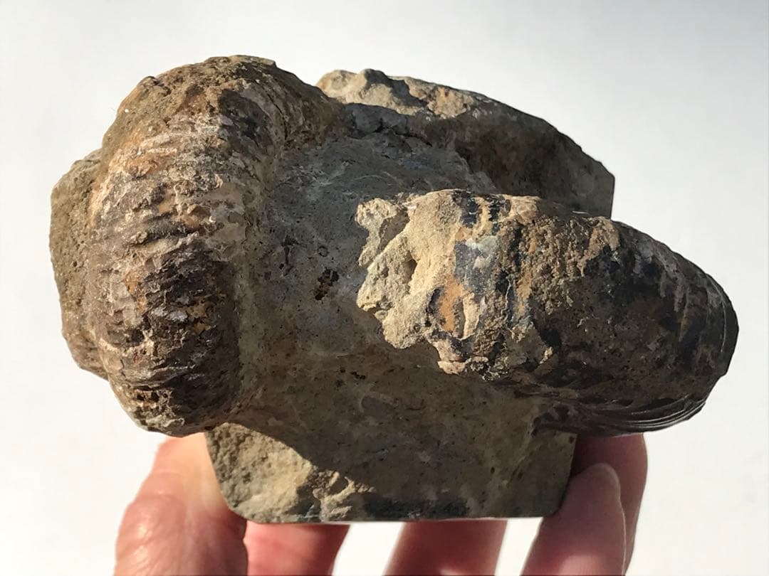 【限定出品】マダガスカル産　異常巻きアンモナイト化石（ノストセラス）　稀少