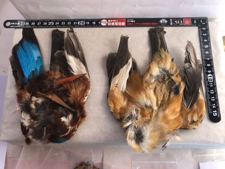 『匿名配送』フライフィッシングマテリアル　サーモンフライ、ウェットフライ特化品