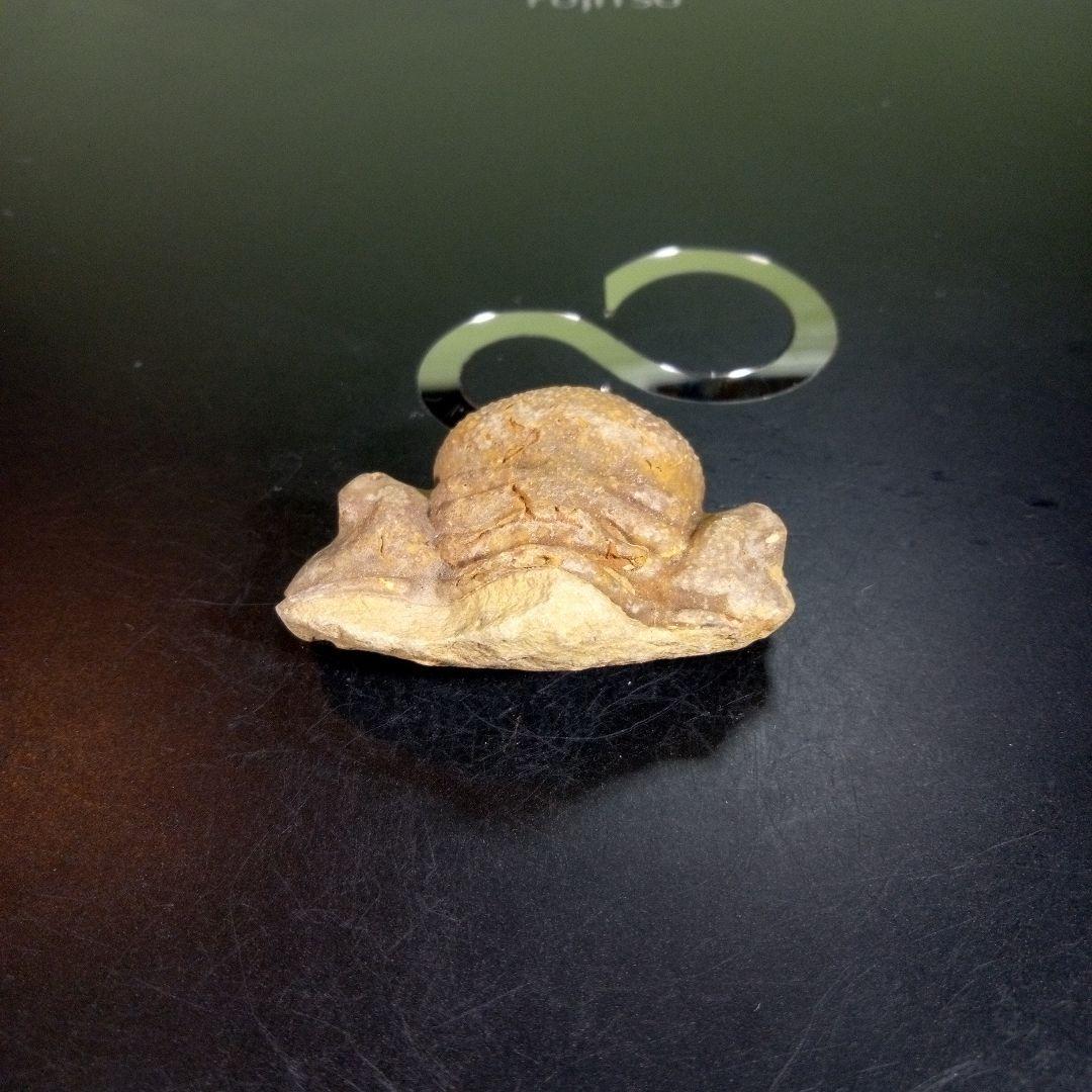 三葉虫　化石　fossil　ボリビア産　trilobite　ボリビア三葉虫郡⑤