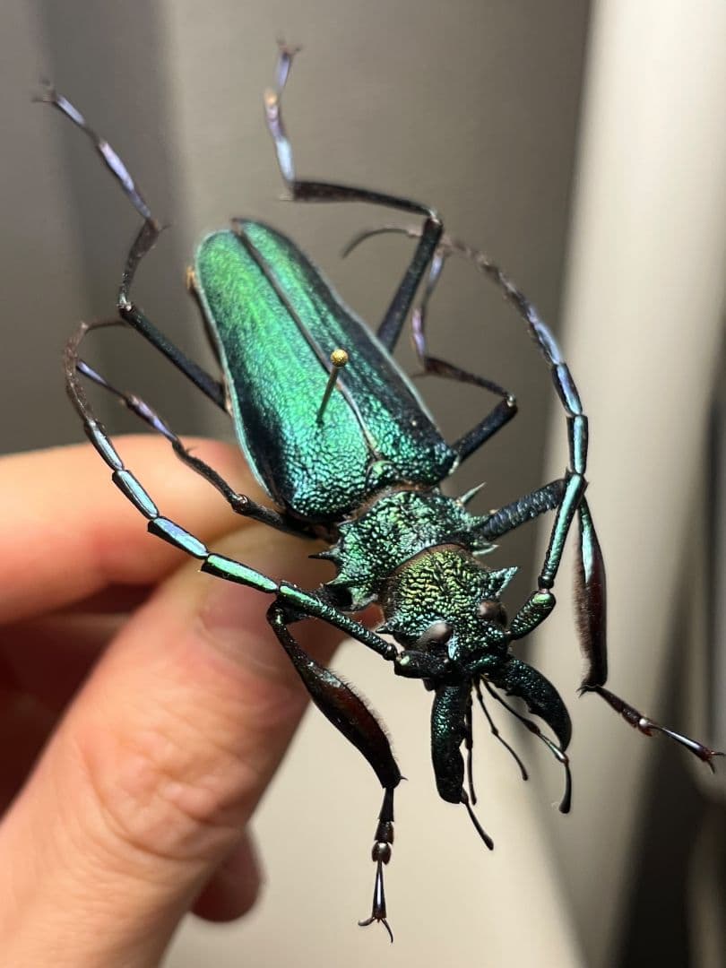 【極美青緑】ルリオニカミキリ ムラサキオニノコギリカミキリ　昆虫標本