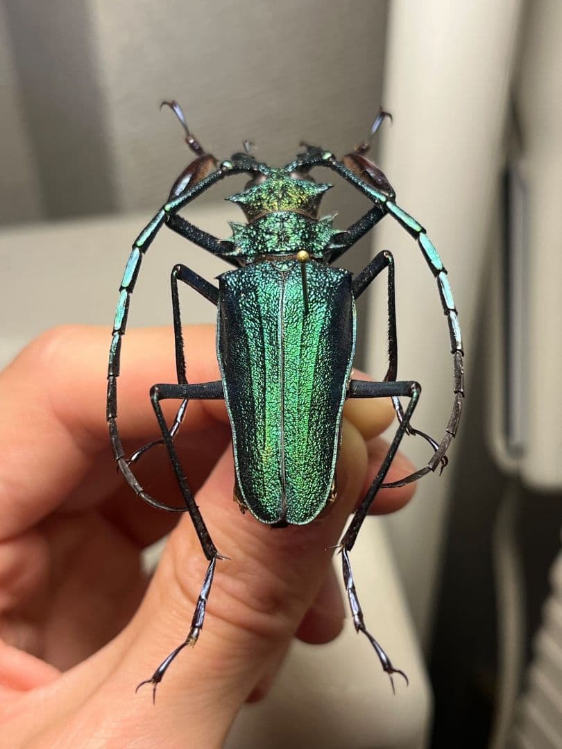 【極美青緑】ルリオニカミキリ ムラサキオニノコギリカミキリ　昆虫標本