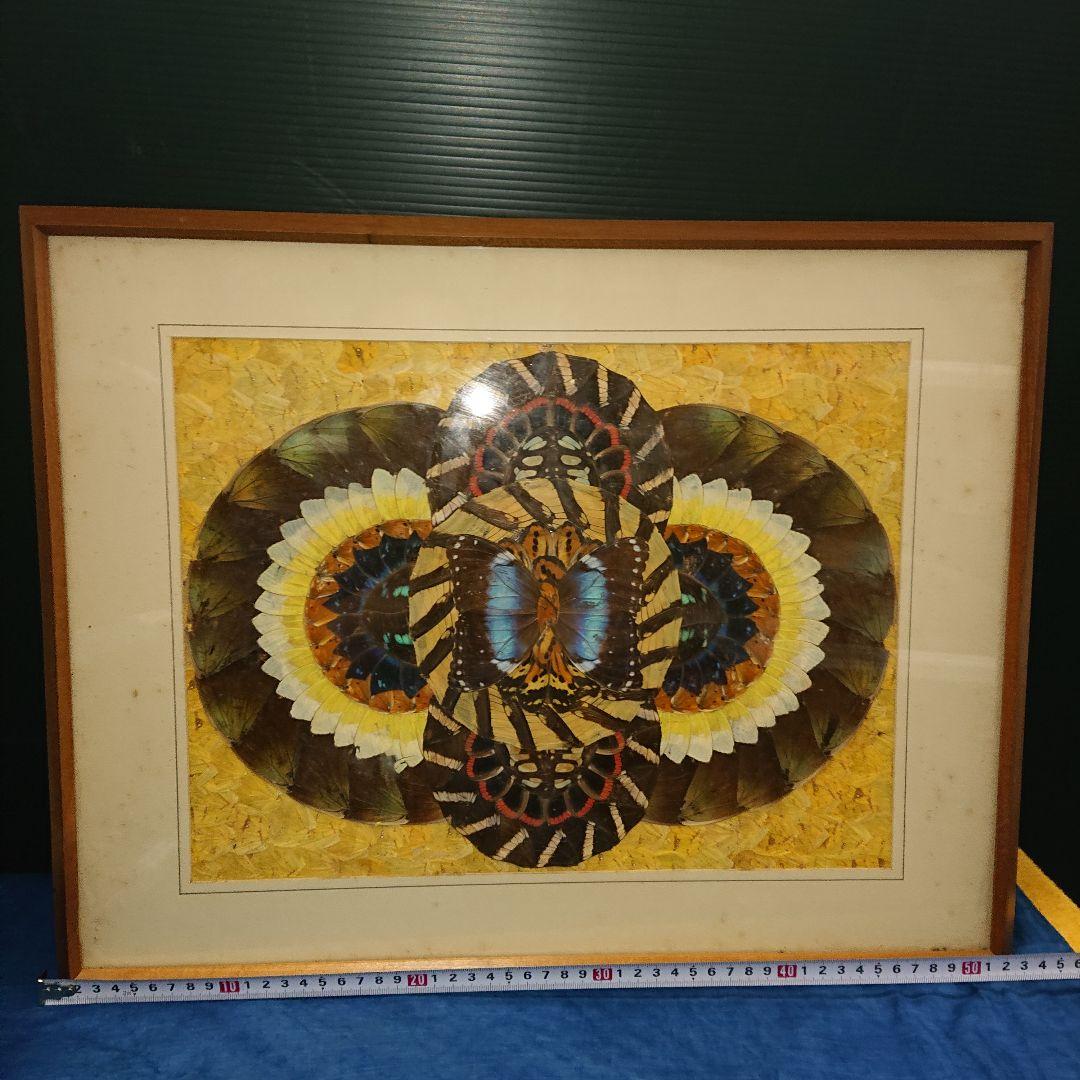 蝶画、貼絵、額入、レトロ標本