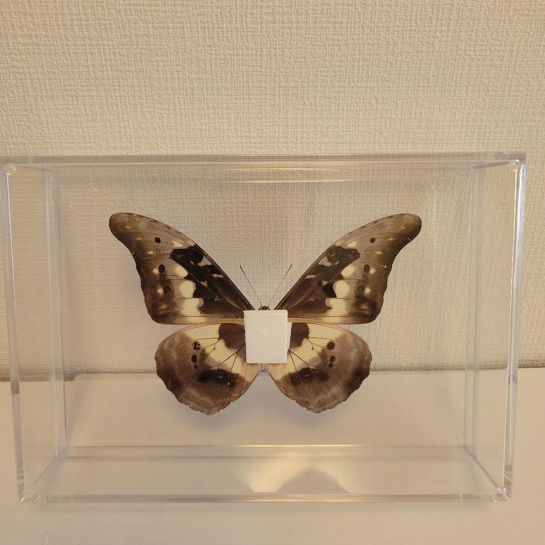 蝶の標本　モルフォチョウの世界(珍美)
