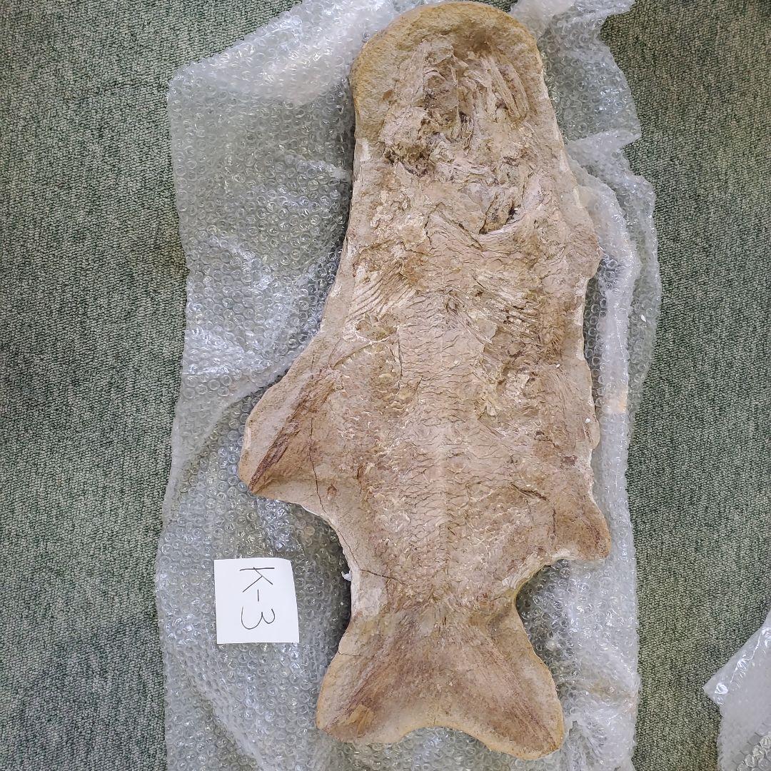 魚の化石 K-3