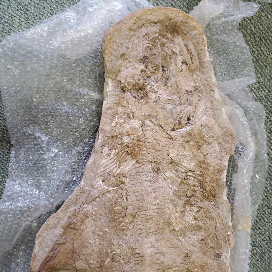 魚の化石 K-3