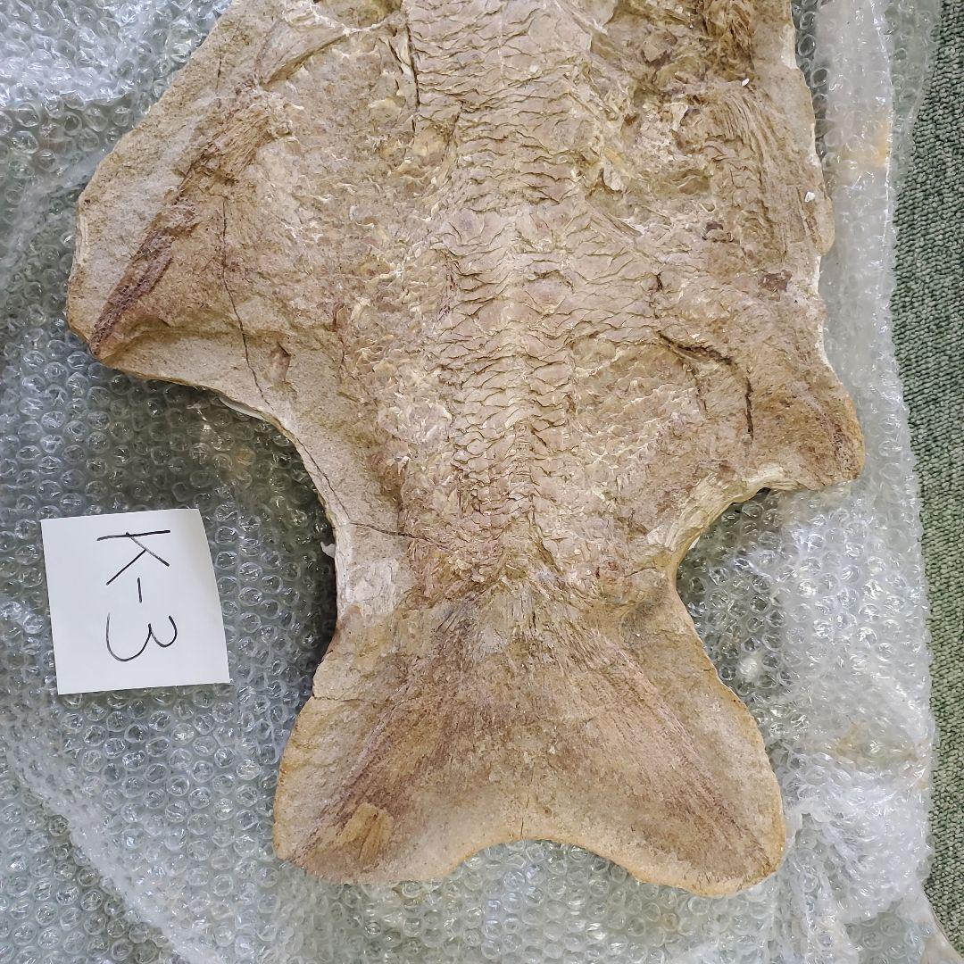 魚の化石 K-3