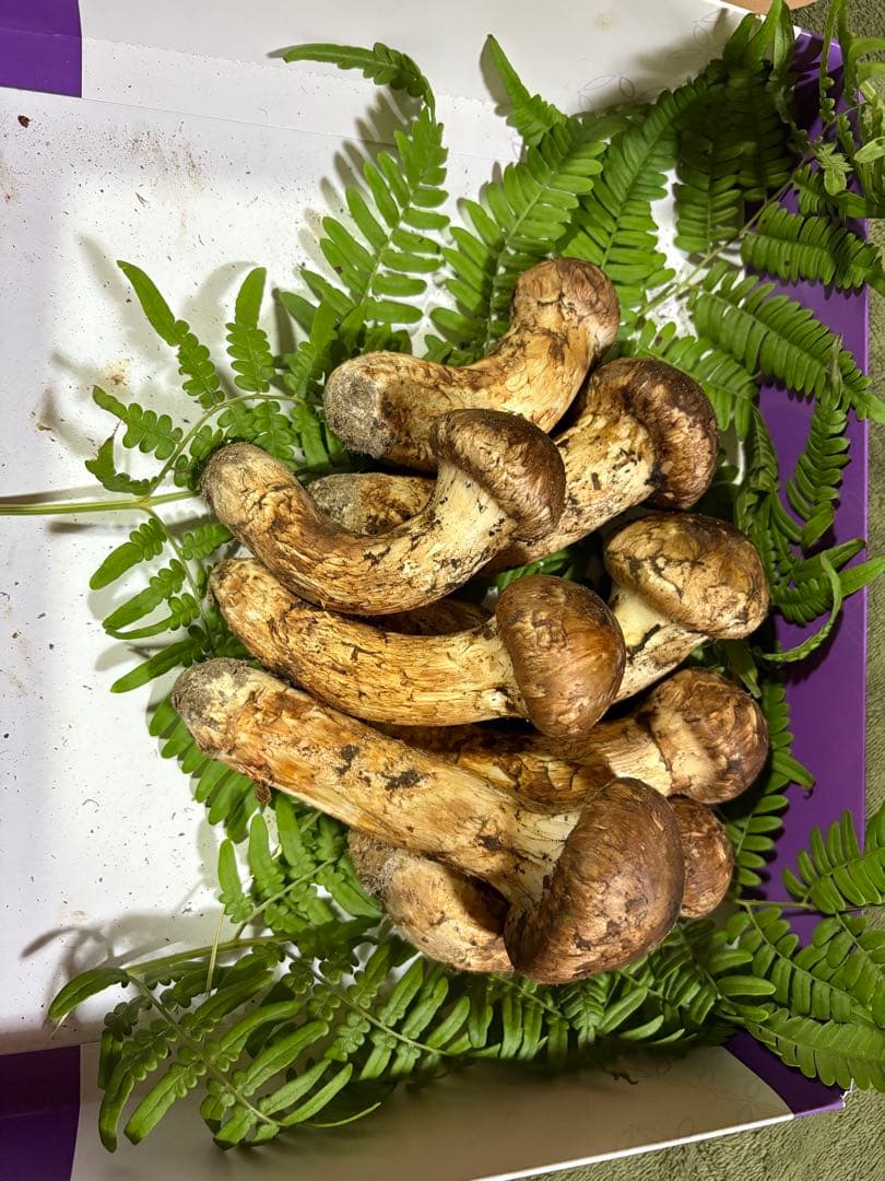 10/6 岩手県産　松茸300g