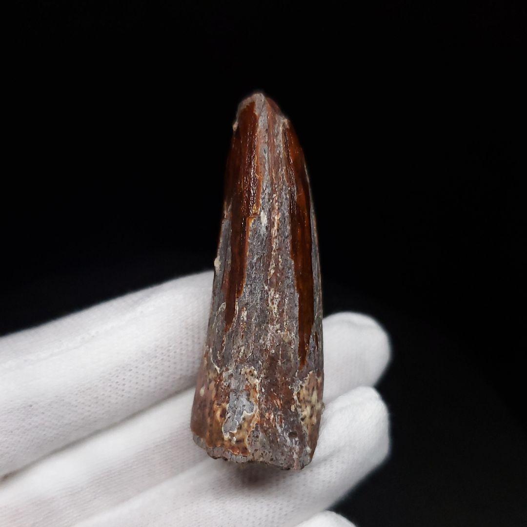 スピノサウルス 本物 モロッコ産 46.23mm sp469