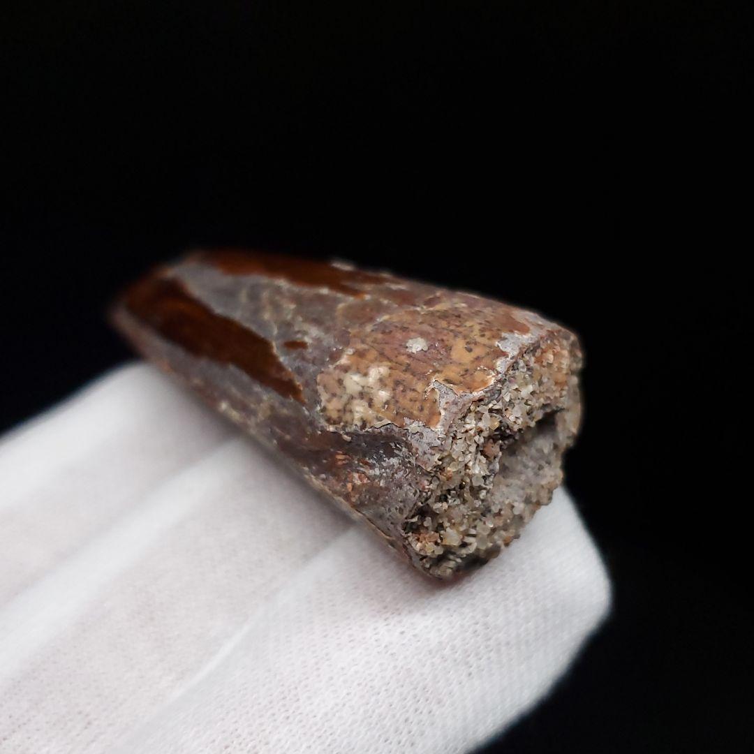 スピノサウルス 本物 モロッコ産 46.23mm sp469