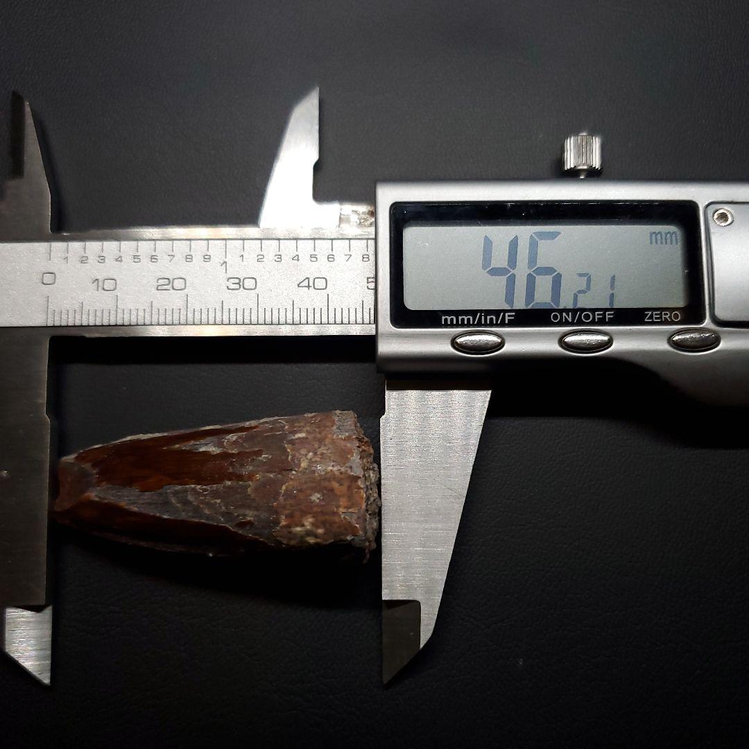 スピノサウルス 本物 モロッコ産 46.23mm sp469