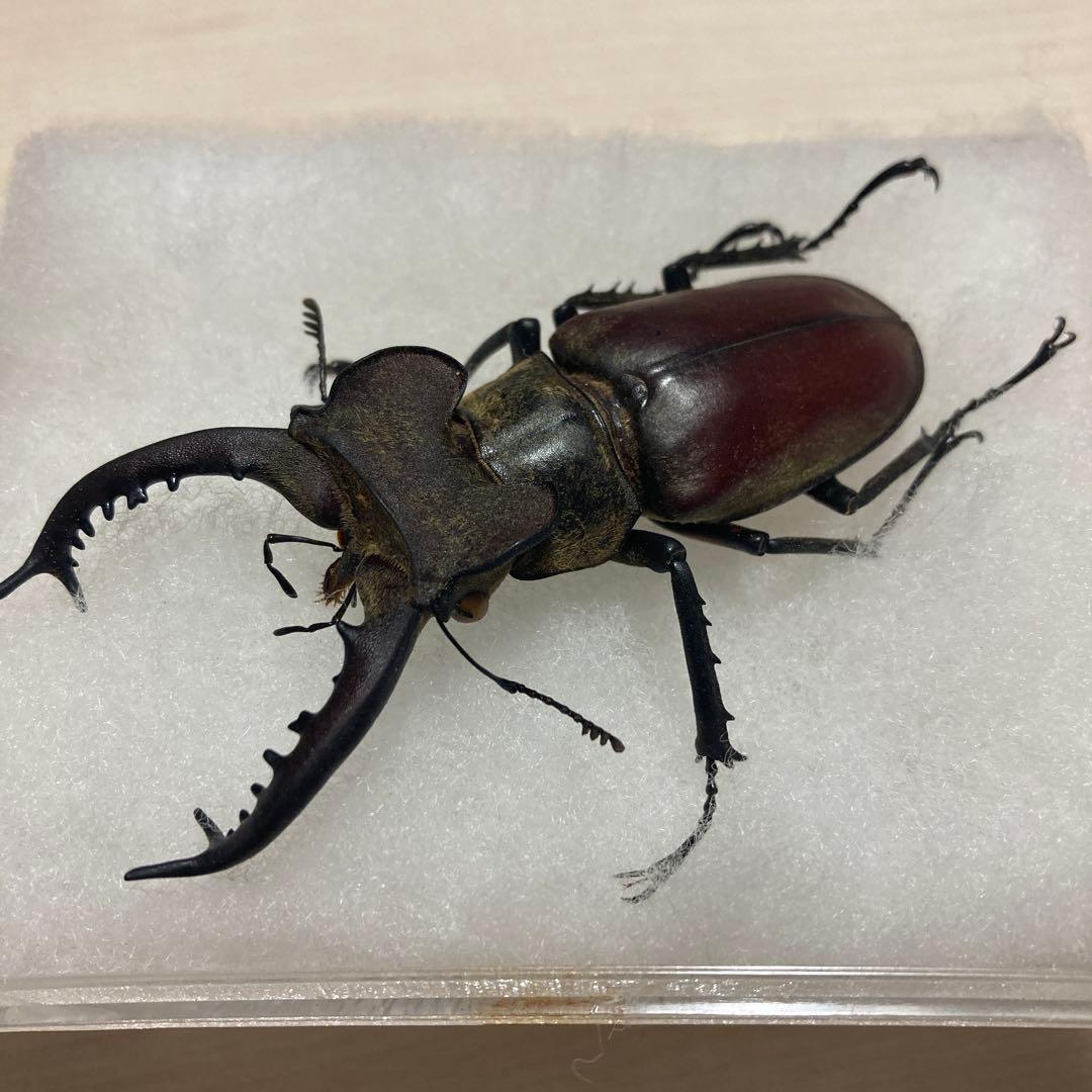 タカサゴミヤマクワガタ ♂ 標本