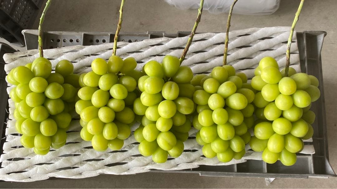 大粒　シャインマスカット　10房➕おまけ