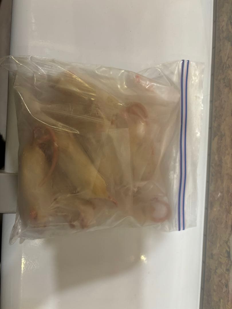 アダルトマウスML 50匹