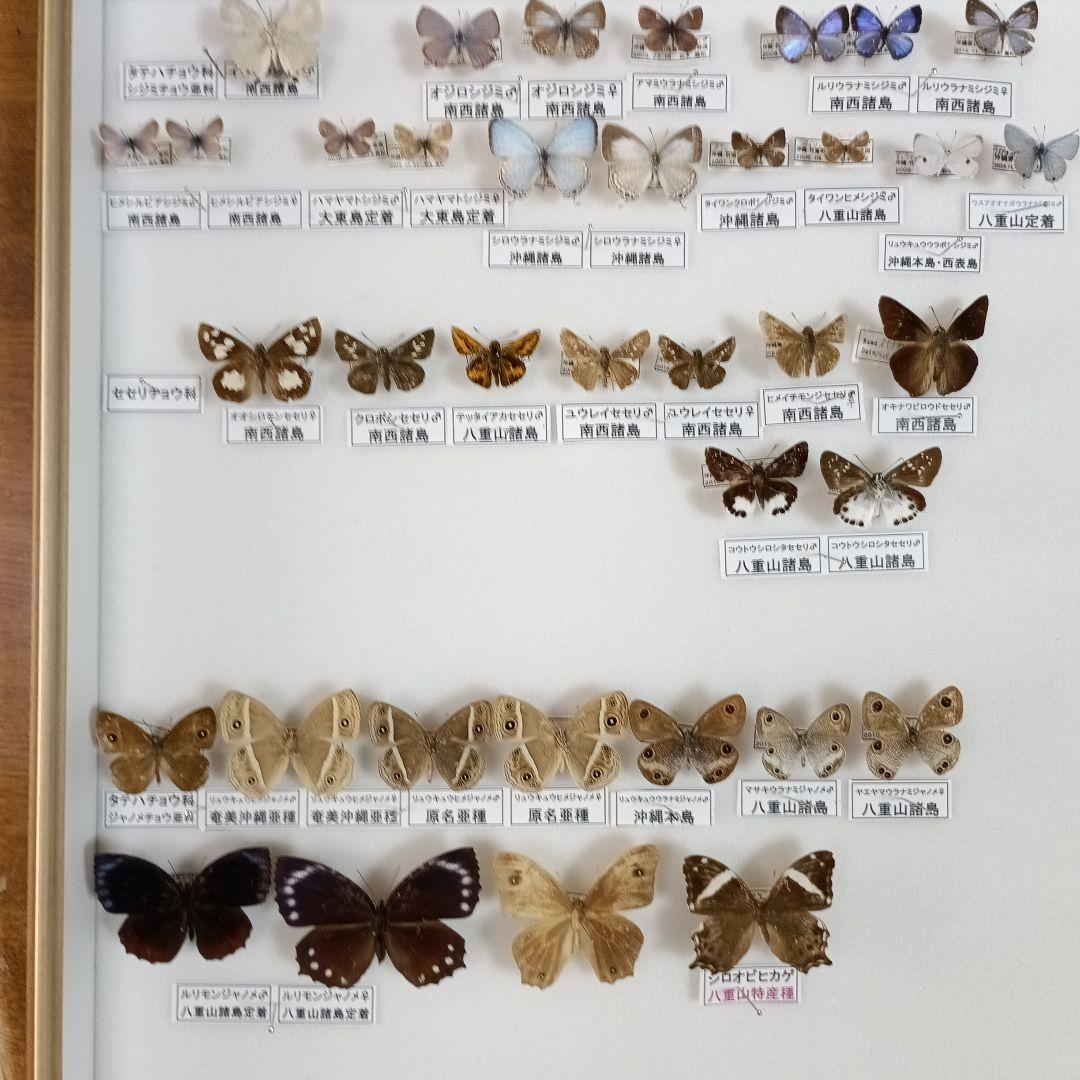 南西諸島の特産蝶47種＝希少フタオチョウ♂♀完品・コノハチョウを含む
