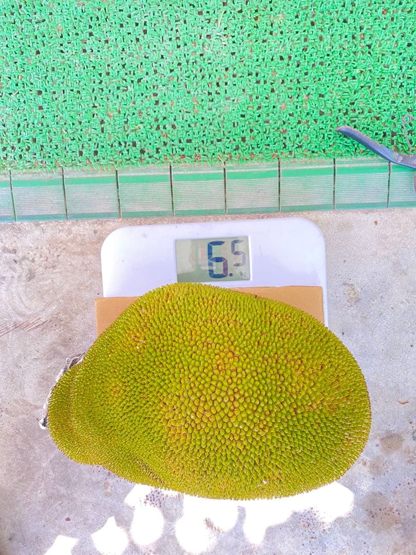 石垣島産 パラミツ ジャックフルーツ 6.5kg