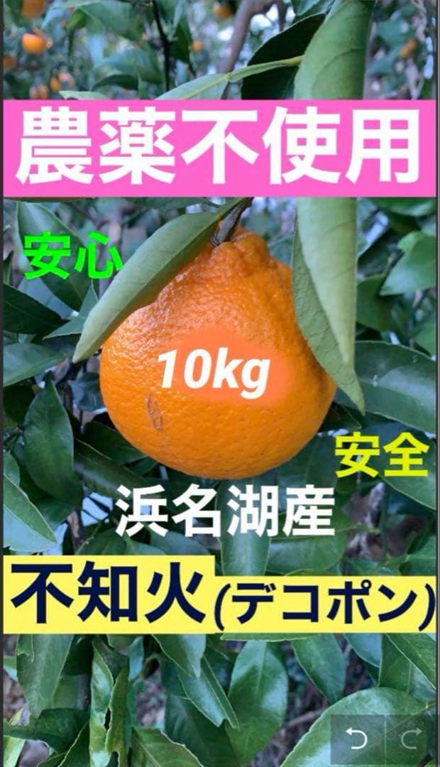 農薬不使用 浜名湖ミカン 2025年度.連絡用 1/20更新　説明読んでね