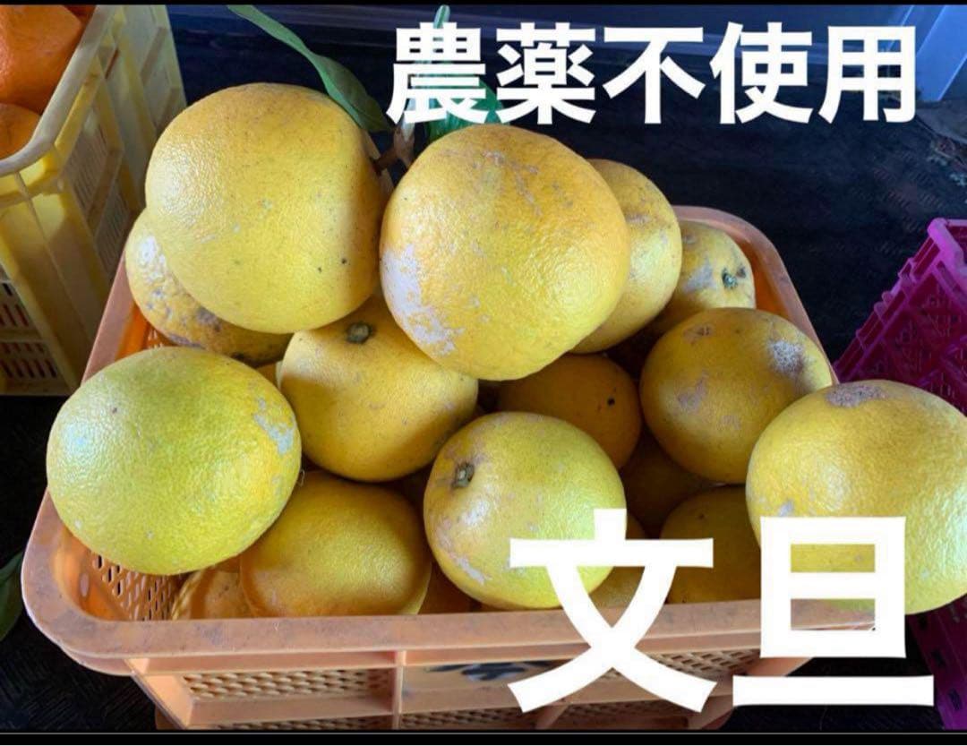 農薬不使用 浜名湖ミカン 2025年度.連絡用 1/20更新　説明読んでね