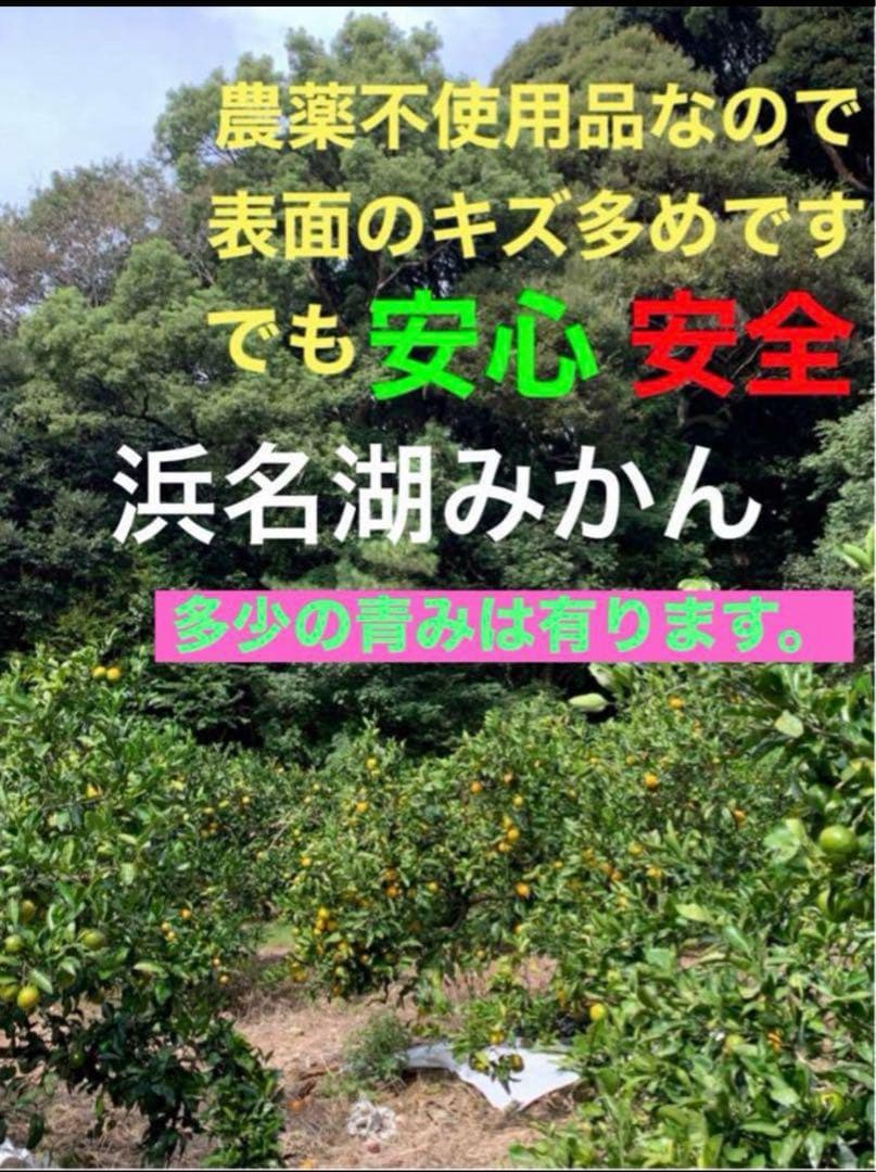 農薬不使用 浜名湖ミカン 2025年度.連絡用 1/20更新　説明読んでね