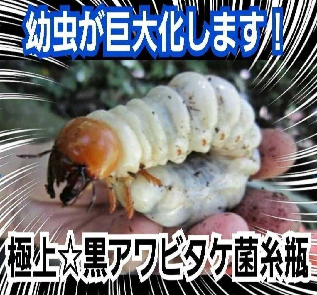 ニジイロクワガタに抜群！黒アワビタケ菌糸瓶【8本】トレハロース強化配合！