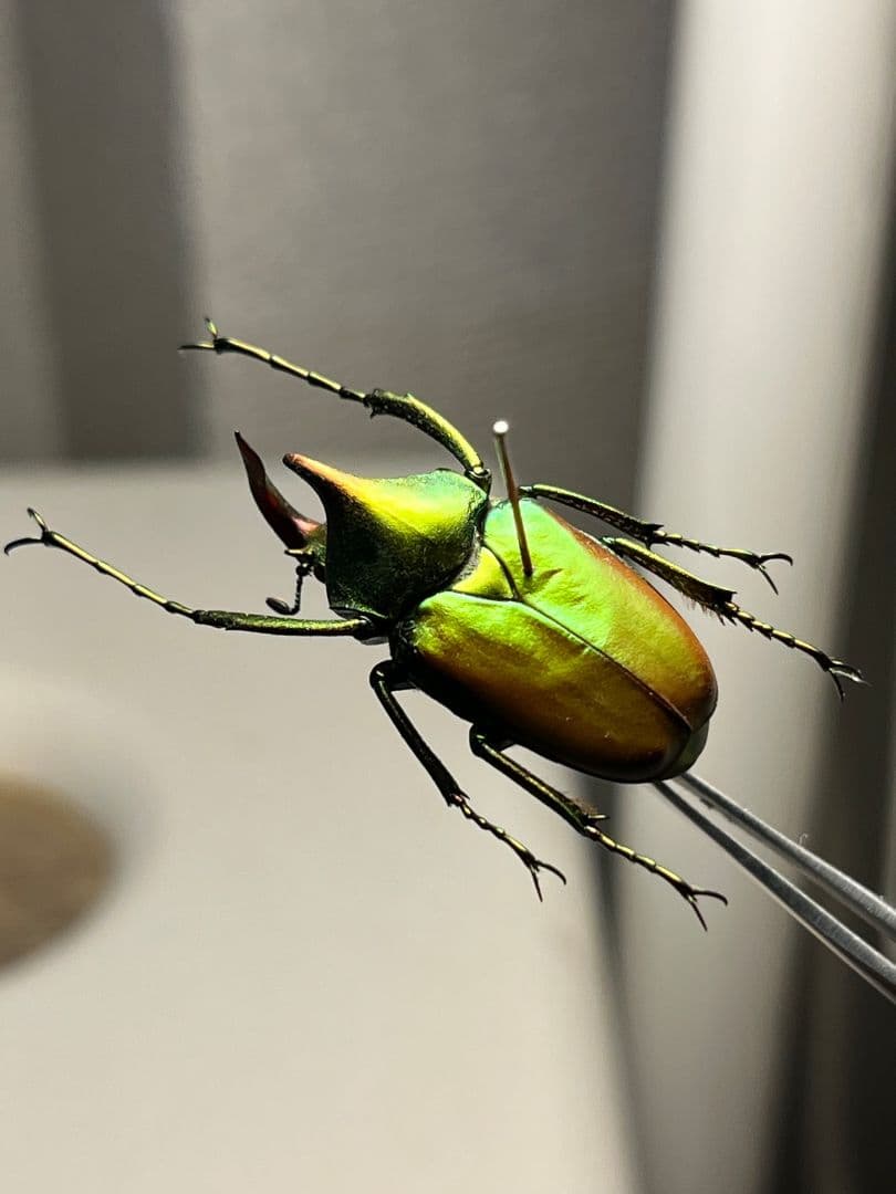 【30mm】ロドリゲスカブトハナムグリ コガネムシ プラチナコガネ カナブン