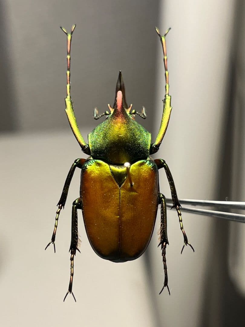 【30mm】ロドリゲスカブトハナムグリ コガネムシ プラチナコガネ カナブン