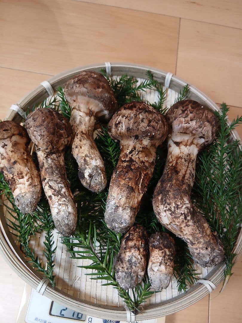 山形県産 松茸 国産 マツタケ まつたけ 松茸専門販売採取その4