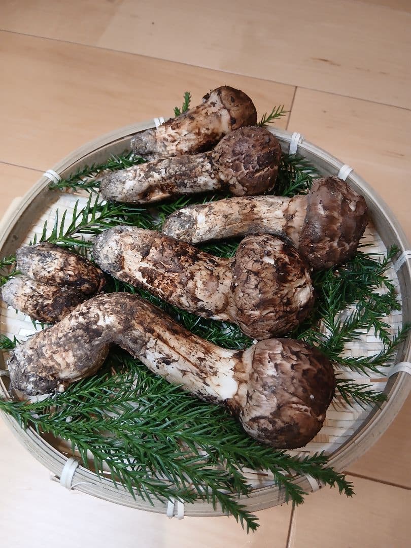 山形県産 松茸 国産 マツタケ まつたけ 松茸専門販売採取その4