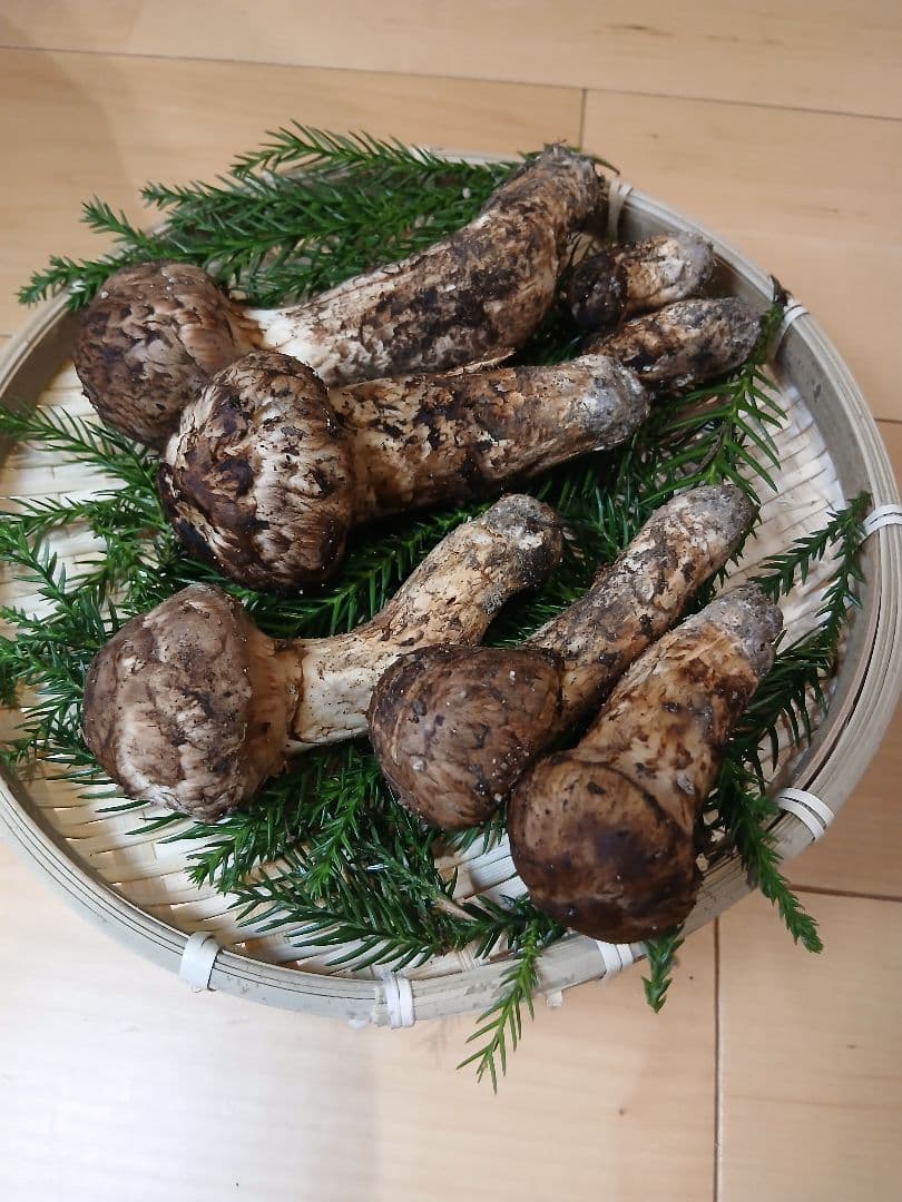山形県産 松茸 国産 マツタケ まつたけ 松茸専門販売採取その4