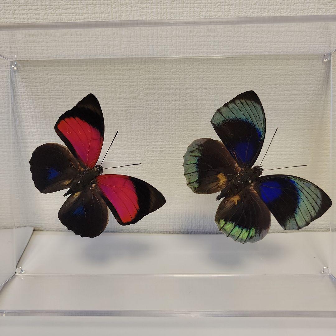 HiЯ∅様(木)まで専用　蝶の標本　ミイロタテハの世界(特AA)