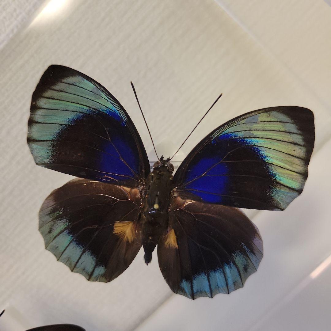 HiЯ∅様(木)まで専用　蝶の標本　ミイロタテハの世界(特AA)