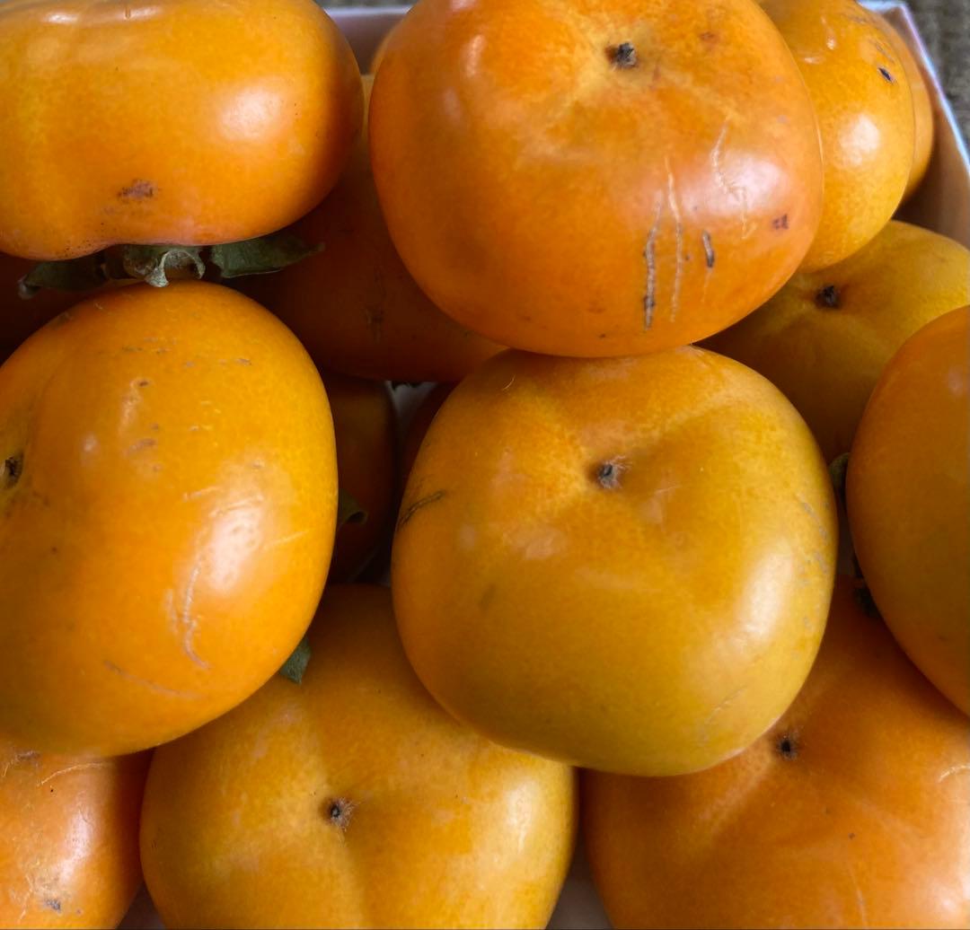 ベビーパーシモン　訳あり　5キロ