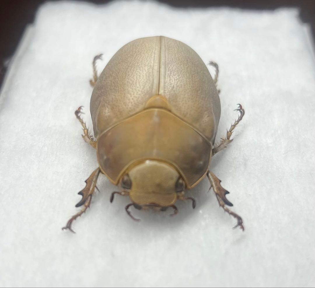 ★貴重★オスモウサンコガネ標本特大サイズ