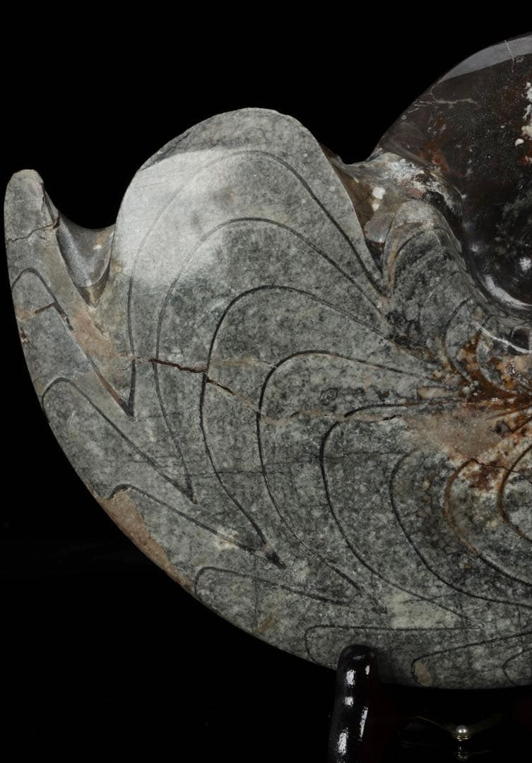 天然アンモナイト化石 重量2.8kg 古生物標本 化石標本 古代海洋生物 鑑賞石