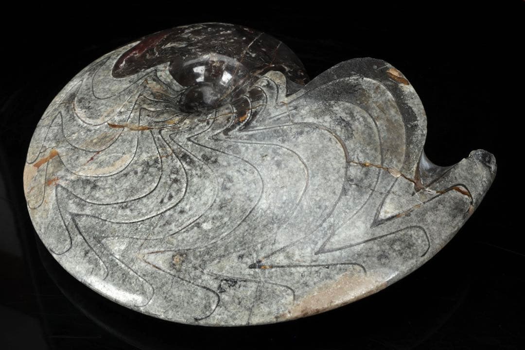 天然アンモナイト化石 重量2.8kg 古生物標本 化石標本 古代海洋生物 鑑賞石