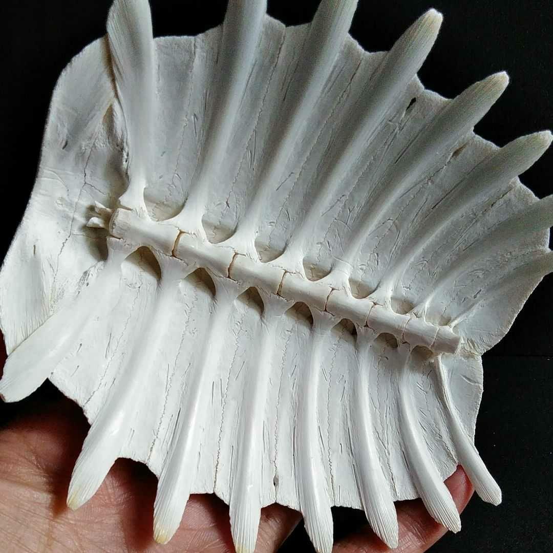 骨格　標本　カメ　スッポン