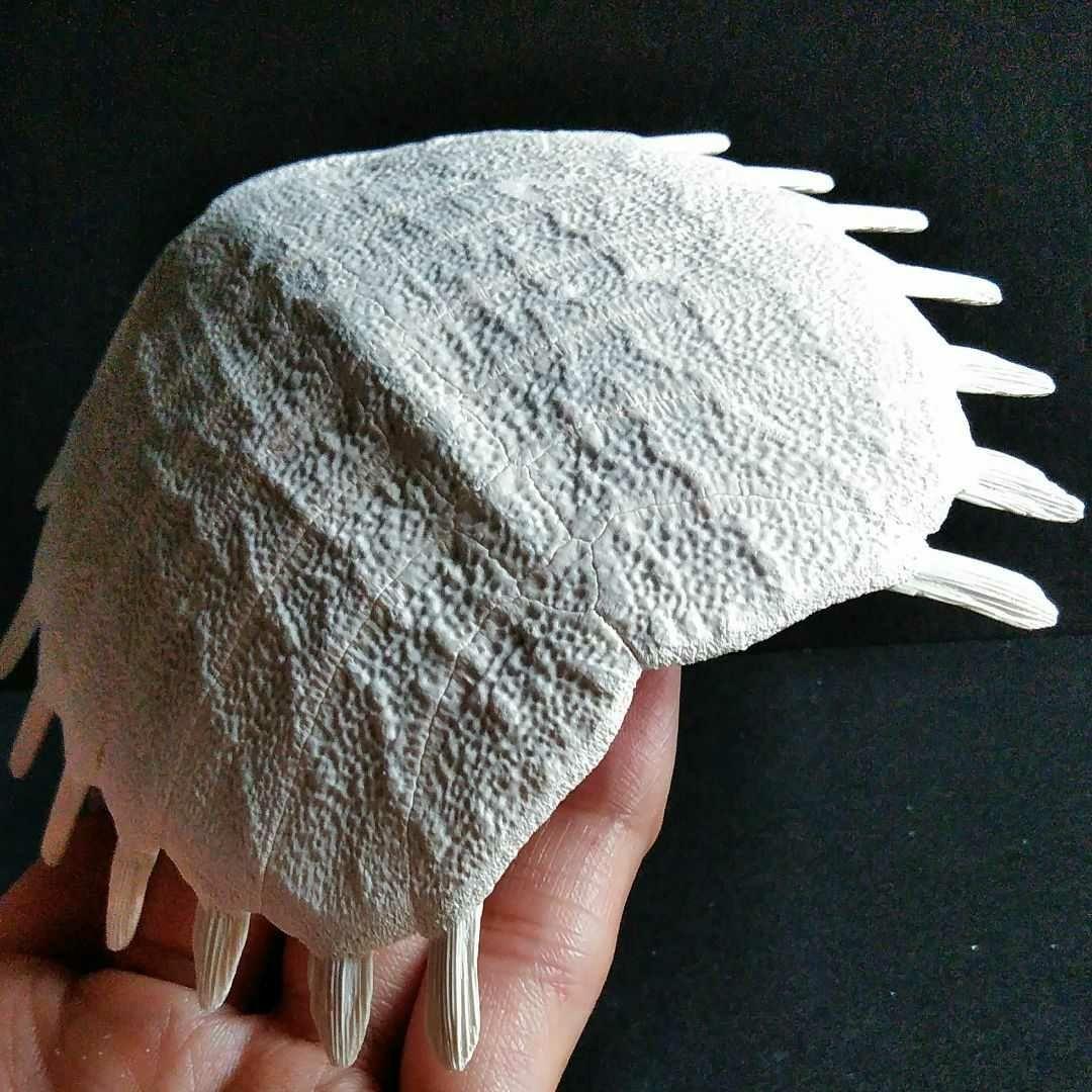 骨格　標本　カメ　スッポン